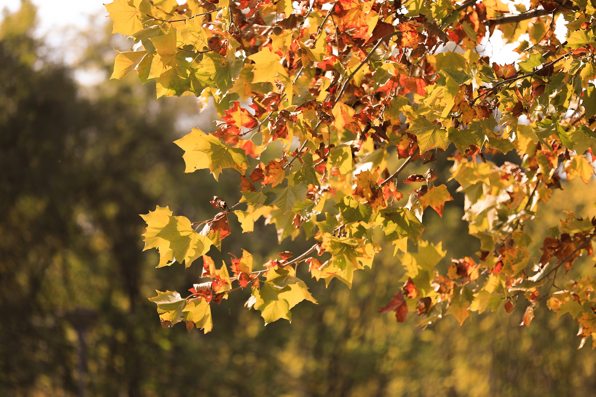 ������Ũ