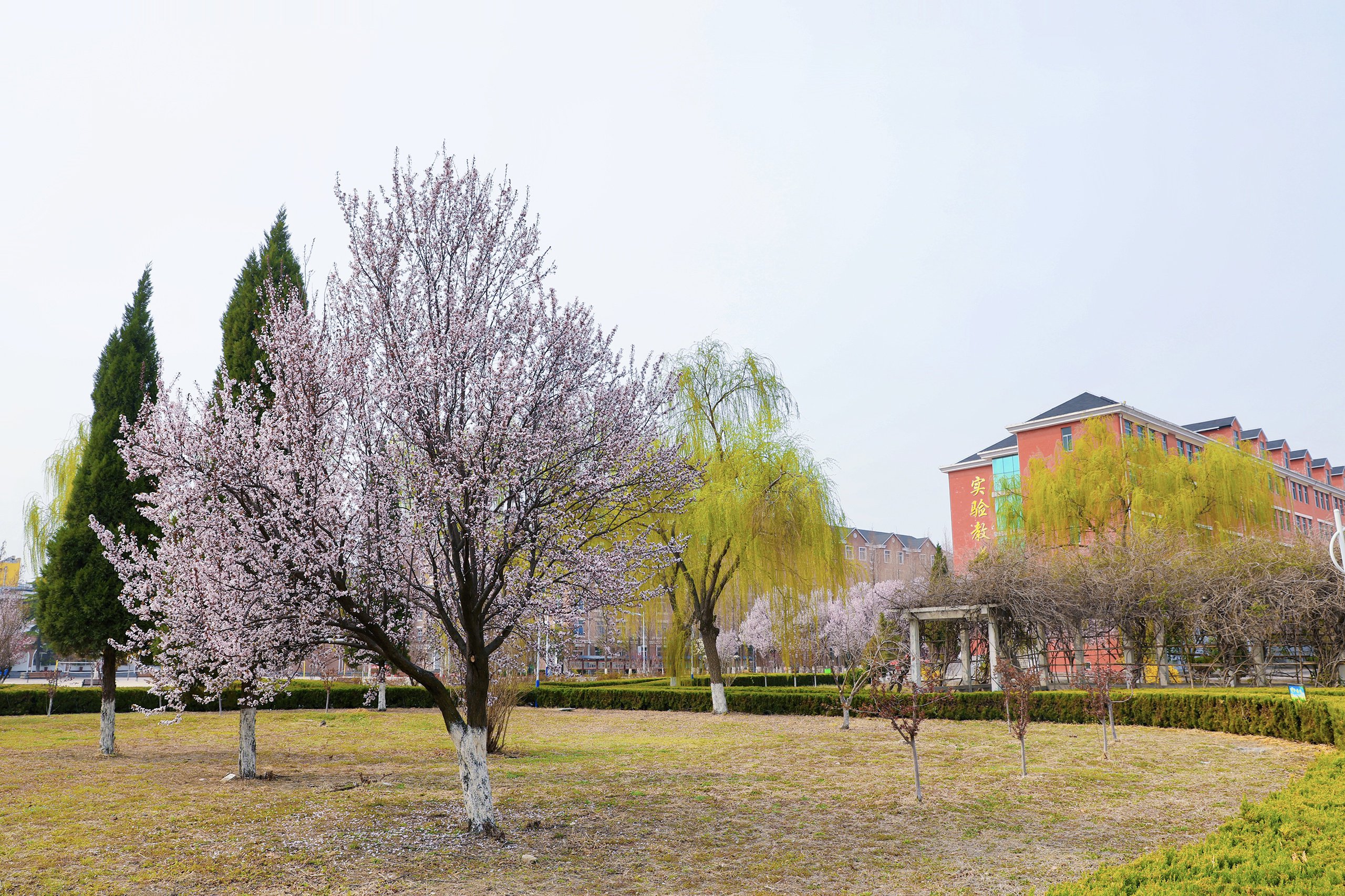 大学校园春景图片